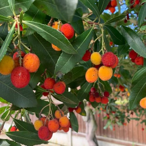 Arbutus unedo 'Atlantic' - Dwarf Strawberry Tree - Hardy Evergreen for Small Gardens - Bell-Shaped Flowers - Urban & Coastal Garden Plant – 1x 3 Litre Potted Plant by Thompson & Morgan