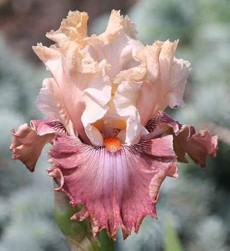 Champagne & Strawberries German Bearded REBLOOMING IRIS (1) Rhizome/Bulb/Root Ready for Planting Now