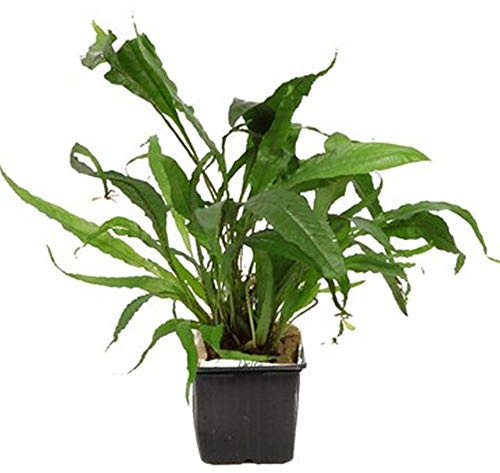 Tropica Mutterpflanze Aquarium Pflanze Microsorum pteropus Nr.008 XL Wasserpflanzen Aquarium Aquariumpflanzen