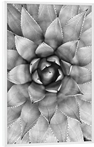 artboxONE Poster mit weißem Rahmen 30x20 cm Schwarz-weiß Natur Agave Photography - Bild agave cactus kaktus