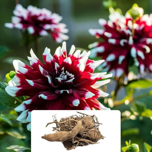 1 Dahlia Decorative Duet – Premier Collection for Borders & Beddings – Large, Stunning Bi-Colour Blooms – Perfect for a Beautiful Garden – Grown for UK Climate Conditions