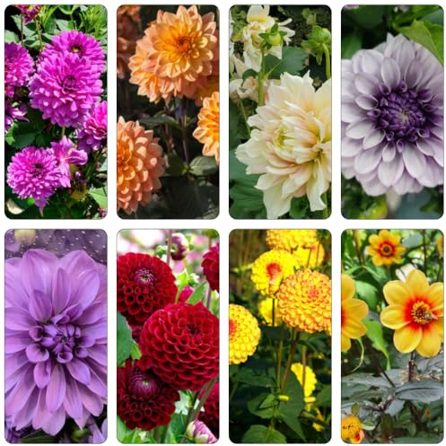 dalia selvatiche di balcone semi esotici riverdimento tetti scalapanti selvatici semi giardino balcone primavera 400pcs