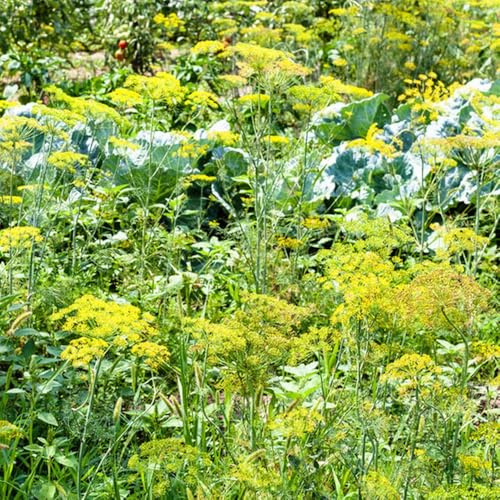 Semi di aneto - resistenti giardino aromatiche selvatiche resistenti per giardini rocciosi semi di aromatiche verdi vecchie varietà raro 200pcs