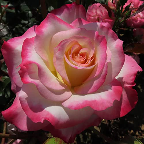 Dear Granny - 5.5lt Potted Floribunda Garden Rose Bush - Swirled White Flowers with Golden Centres & Vivid Deep Pink Edges