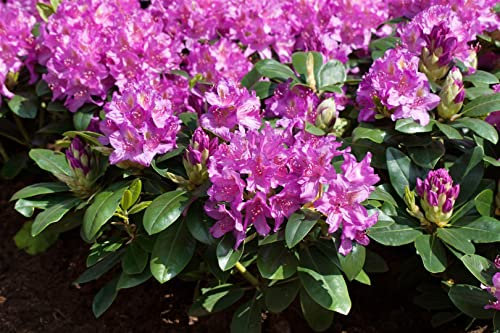 Rhododendron Hybride 'Pink Purple Dream' 30-40 cm – Winterhart, Immergrün, Mehrjährig – Rhododendron – Zierstrauch für Garten & Kübel