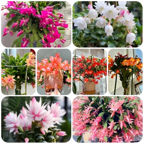 Cactus di Natale decorativo Decorazioni autunnali giardino ufficio 150semi