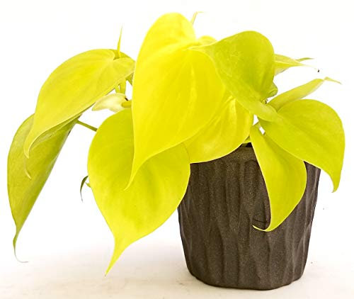 POWERS TO FLOWERS - POTHOS NEON IN VASO CERAMICA ANTRACITE, pianta vera