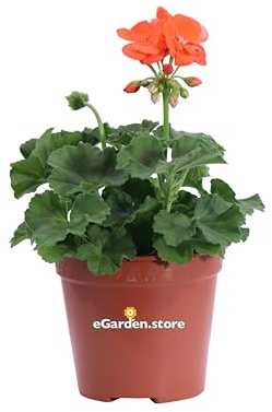 Pianta di Geranio diverse varietà pianta da esterno ornamentale fiori vari colori pianta decorativa vera venduta da eGarden.store (Geranio Zonale Arancione)