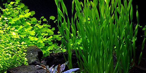 1 Bund - Große Wasserschraube/Vallisneria americana 'Asiatica'