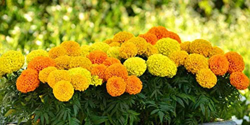300 Seeds of African Aztec Marigold (Tagetes Erecta)
