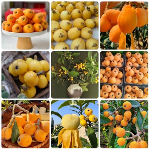 Semi di nespolo giapponese, acquistarere da serre da balcone frutteto da nani resistenti vecchie varietà regali per giardinieri comprare da 25pcs