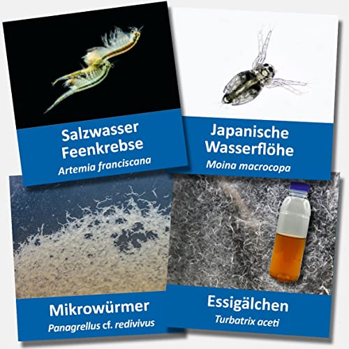 Großes Lebendfutter-Set Artemia, Essigälchen, Mikrowürmer, und Wasserflöhe - Zuchtansätze mit Anleitung - Lebendfutter für Aquarienfische, auch für Jungfische geeignet