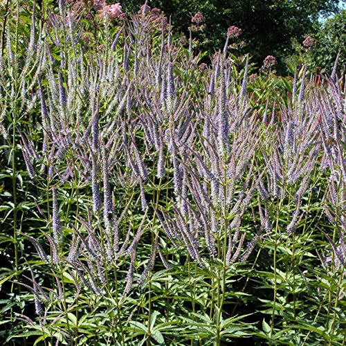 Virginischer Riesen Ehrenpreis Fascination - Veronicastrum virginicum - lebende Gartenpflanze aus den Baumschulen