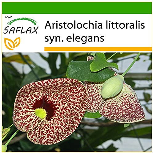SAFLAX - Gespensterpflanze - 80 Samen - Mit keimfreiem Anzuchtsubstrat - Aristolochia littoralis