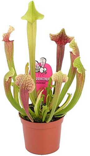 Sarracenia Smoorii Trumpet Pitcher Plant for Home or Office (20-30cm with Pot)