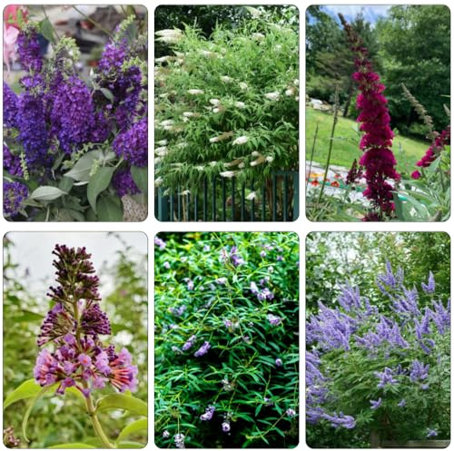 semi di Buddleja davidii - giardino interno letto estremamente resistente giardino elevato autunno selvaggio decorazione 250pcs