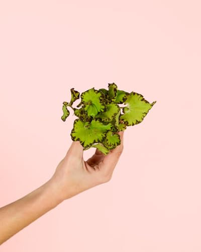 Begonia Rex Green Mini | Plantas Naturales Interior | Pur Plant