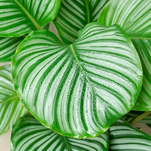 Plante Paon Calathea Qualité Supérieure | 30-40cm en Pot | Plante d'Intérieur à Vendre