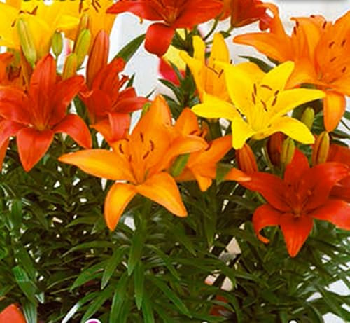 Lys Nain pour Pots Rouge Jaune Orange 3 pièces