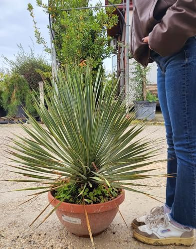 POWERS TO FLOWERS - YUCCA ROSTRATA TARRINA, Vaso 32cm diametro, pianta vera