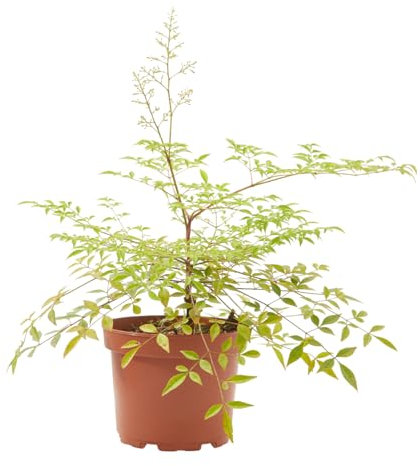 Verdecora Nandina Bambú Sagrado en maceta de 3 litros | Nandina domestica | Arbusto Natural de Exterior con Follaje Colorido | Ideal para Jardines, Terrazas y Bordes