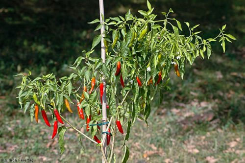 Semillas, Chile De Arbol Guindilla, mexicana de semillas Pimientos Salsa caliente Salsa tatemada