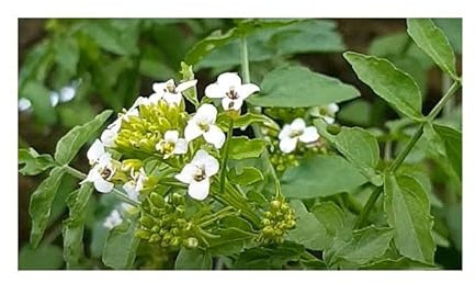 Pcs - 3200x Cresson Nasturtium Officinale Herbes Jardin Plantes - Graines K69 - Seeds & Plants Shop by Ipsa