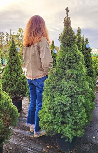 POWERS TO FLOWERS - PICEA OMORIKA, ALBERO DI NATALE CON RADICI, altezza 160cm, pianta vera