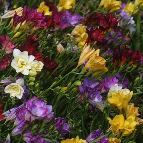 Gefüllte Freesien Mischung | 25 Stück | Gemischt | Duftend | Bienenblume | Schnittblume | 100% Blütegarantie