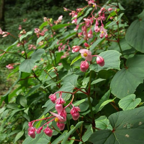 Vivai le Georgiche - Pianta vera di Begonia grandis subsp. evansiana - vaso Ø 10 cm