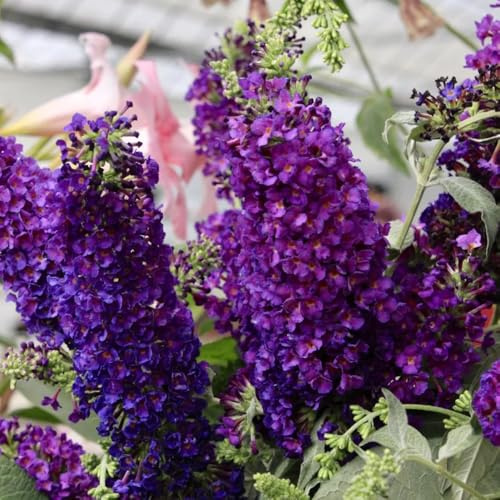 Semi di buddleja - d'appartamento esotiche giardino interno balcone con rialzata rampicanti d'appartamento raro giardino roccioso 300pcs