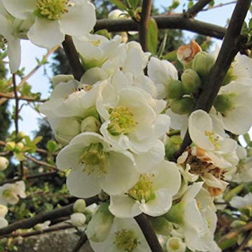 Chaenomeles Speciosa 'Nivalis'- Cognassier du Japon 'Nivalis' 30-40 cm en conteneur