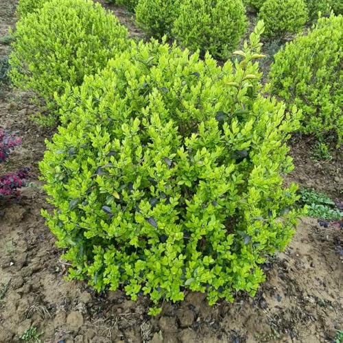 Semi di siepe di ligustro, per giardinieri d'appartamento resistenti decorazioni da giardino per esterni raro verdi arbusti sempreverdi, resistenti 50pcs
