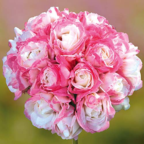 Giant Flowered Geranium 'Appleblossom Rosebud' Pack of 6 Plug Plants