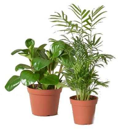 Set Plantas Verdes DECOALIVE: Potos y Palmera Chamaedorea Plantas Naturales para el Interior del Hogar