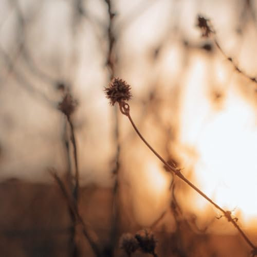 Mein Poesie Album - ein quadratisches Buch zum Zeichnen, Schreiben, Philosophieren mit Skizzen- und Fotoseiten von Seraphiiia-Design | Ideal als ... Skizzenheft, Zeichenbuch | Natur Unscharf