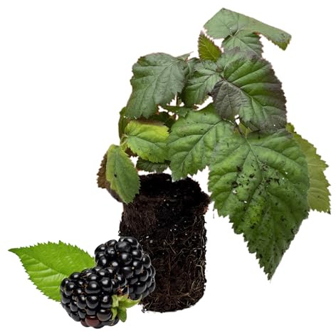 'Chester' BlackBerry Plants - Thornless, Winter Hardy, and Productive Blackberries from Hand Picked Nursery (1)