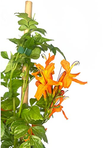 Garden Center Shop | Bignonia capensis radicans M20 170 cm | Enredadera Natural de Hojas Verde Oscuro | Flores Tubulares Exóticas | Ideal Para Pérgolas y Muros