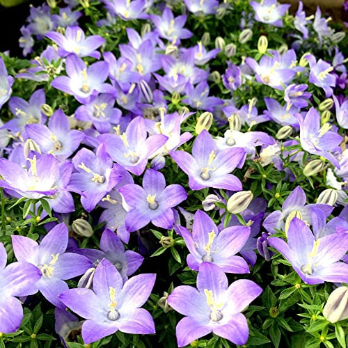 Pianta vera di Campanula isophylla Berlin Bicolor - Diametro Vaso Ø 11 cm