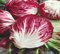 Semillas de hortalizas Radicchio blanco rojo 30 piezas para plantar
