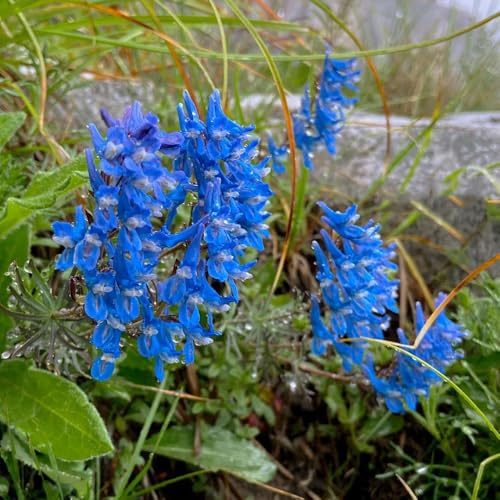 semi di speronella selvatici da balcone primaverili, resistenti rare, decorazione soggiorno perenni selvatici 160pcs