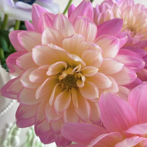 9bulbi tuberi di dalia perenni resistenti, giardino dalia autunnali, primaverili trice