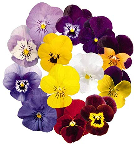 Graines de fleurs de pensée 30+ organique facile à cultiver alto Johnny Jump Up alto tricolore couleurs mélangées plante pour la maison jardin jardin extérieur plantation ferme