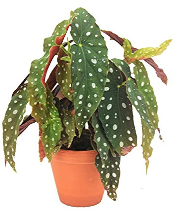 Begonia Maculata con Maceta de Cerámica DECOALIVE Planta de Interior Natural