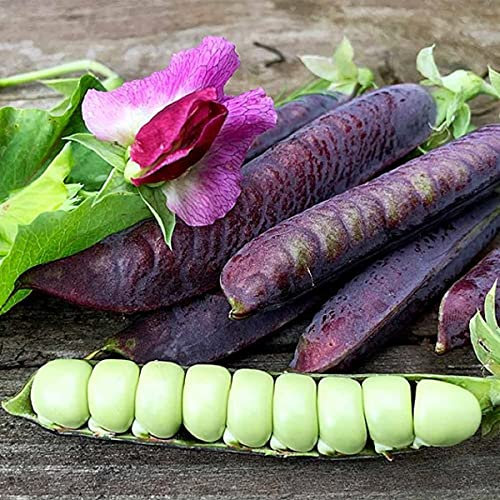 Pea Blauwschokker Seeds Purple Pea Pods 10g