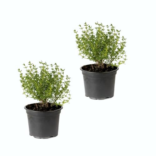 Tomillo Aromático |Pack 2 Plantas | DECOALIVE Ideal para Cocinar Gran Aroma