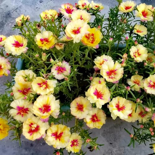 rosa Portulaca Cubresuelos resistentes en de interior jardín de balcón balcón invernaderos interior exóticas trepadoras raras 120Semillas