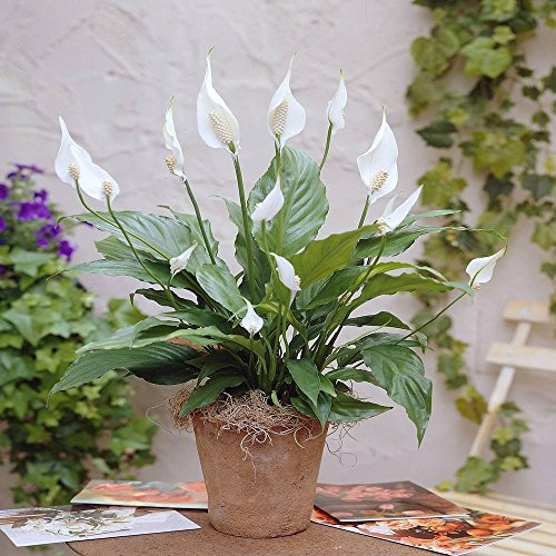1 X SPATHIPHYLLUM 'Peace Lilly' Dark Green HOUSEPLANT Healthy Plant in Pot