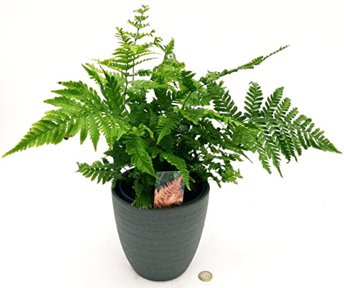 POWERS TO FLOWERS - DRYOPTERIS ERYTHROSORA, IN VASO CERAMICA ANTRACITE, VASO 14CM DIAMETRO, FELCE DA ESTERNO, Pianta vera