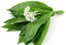 50 Semillas de ajo de los osos - cultivo jardín aromático antiguo- semillas campesinas reproducibles - SemiSauvage